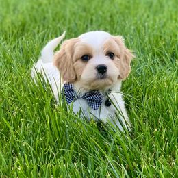 Cavachon, Cavalier King Charles Spaniel, and Cavapoo Puppies from Cavachon Love