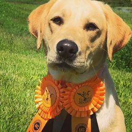 Belgian Malinois and Labrador Retrievers from Elite Canine Training & Outfitters