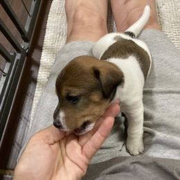 Girl 1 - Jack Russell Terrier puppy from Royal Russells Ranch