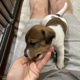 Girl 1 - Jack Russell Terrier puppy from Royal Russells Ranch