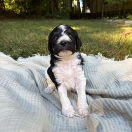 Bass - Parti male Poodle puppy in Troy, New Hampshire from SP Standard Poodles