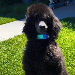 Poodle puppies from HD Poodles
