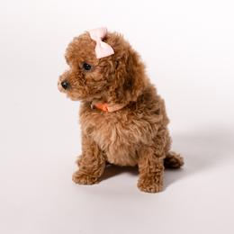Mozzarella - Cream female Goldendoodle puppy in Payson, Utah from Country Sky Doodles