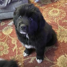 Working Dog Crosses from Macy’s Place