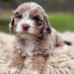 Pink collar girl - Chocolate merle female Bernedoodle puppy in Colorado Springs, Colorado from Mercy Mountain Bernedoodles