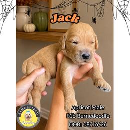Jack - Red male Bernedoodle puppy in High Point, North Carolina from Kingsfield Doodles