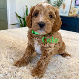 Cole - Red  male Goldendoodle puppy in Glendale, Arizona from Follow Your Bliss Doodles