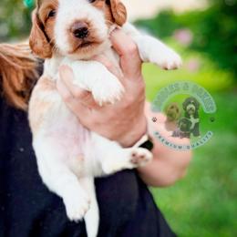 Abigail - Piebald female Dachshund puppy in Marion, Ohio from Doodles & Doxies