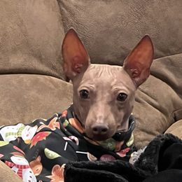 Pyro - American Hairless Terrier