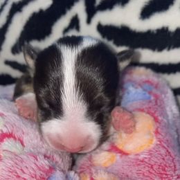 Noki - Black tan and white Miniature Bull Terrier puppy in Nevada from R&R kennel