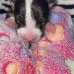 Noki - Black tan and white Miniature Bull Terrier puppy in Nevada from R&R kennel