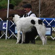 Borzoi All Grown Up from Northern Tier Hounds