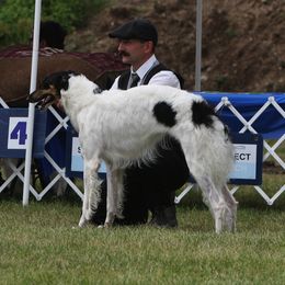 Borzoi All Grown Up from Northern Tier Hounds