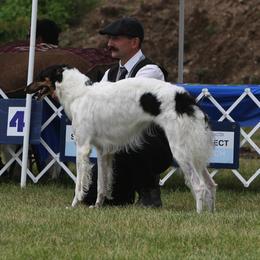 Borzoi All Grown Up from Northern Tier Hounds