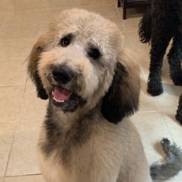 Cockapoos, Cocker Spaniels, and Goldendoodles from MyKy Puppies