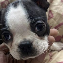 Boston Terriers from Bando's Bostons