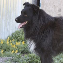 Swayzi - Australian Shepherd