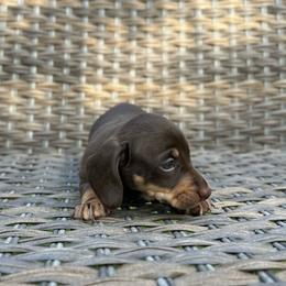 Emmitt - Chocolate and tan male Dachshund puppy in Stilwell, Oklahoma from Mountain Top Dachshunds