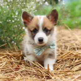 Buddy - Sable male Pembroke Welsh Corgi puppy in Sugarcreek, Ohio from Admar Canines