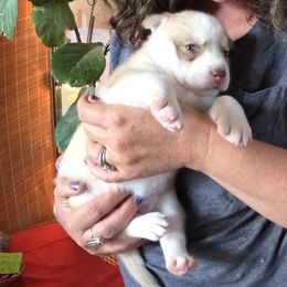 Siberian Husky Puppies from Mahavidya Siberians