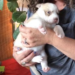 Siberian Husky Puppies from Mahavidya Siberians