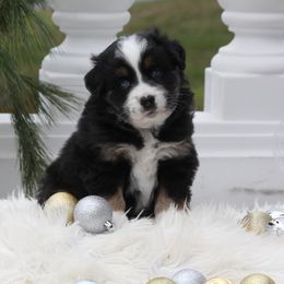 Jasmine - Black tri female Miniature Australian Shepherd puppy in Mifflin, Pennsylvania from Cabin Hearth Miniature and Toy Australian Shepherds