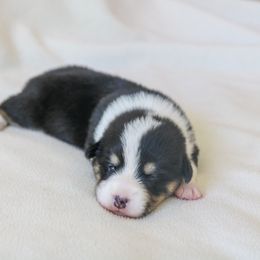Girl 2 - Black and white American Corgi puppy in Ferndale, California from Roscoe Ranch Corgis