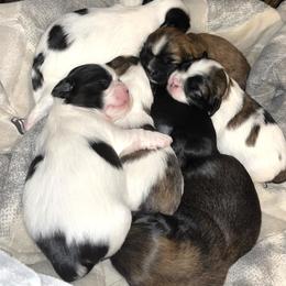 Shih Tzu Puppies from Precious to the world Shih Tzu’s