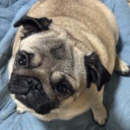 Lucy - Pug