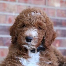 Aussiedoodle Puppies from Vesbach Doodle Valley Farm