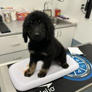 Girl 5 - female Newfypoo puppy in Jamul, California from Socal Puppy