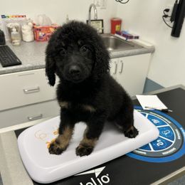 Girl 5 - female Newfypoo puppy in Jamul, California from Socal Puppy