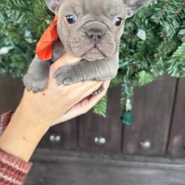 Holly - Blue female French Bulldog puppy in Millville, California from Wooftown Kennels