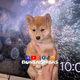 FIMI - Red female Shiba Inu puppy in Minnesota from BonsaiShibas