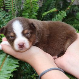 RTF1 - Reba - Red tri female Miniature Australian Shepherd puppy in Goliad, Texas from Sassy Lil Aussies and Diamond W Poodles