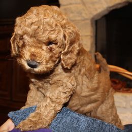 Australian Labradoodle Puppies from Doodle Inn Labradoodles