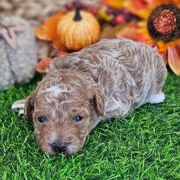 Boy - Red  male Poodle puppy in Salem, Missouri from Meadowbrook Poodles