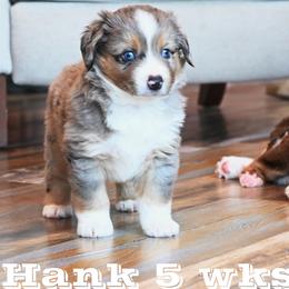 HANK BMM - Blue merle male Miniature American Shepherd puppy in Pasco, Washington from ROCK CREEK LABRADORS Pasco, WA