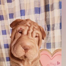 Chinese Shar-Pei Puppies from Sharpei