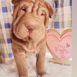 Chinese Shar-Pei Puppies from Sharpei
