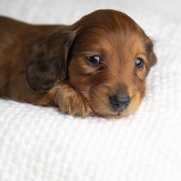 Dachshund Puppies from MyGaDachs