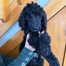 Water - Black male Poodle puppy in St. Johnsbury, Vermont from Poodles of the Northern Woods