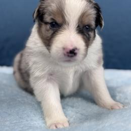 Acorn - Blue merle male Australian Shepherd puppy in Wrightstown, New Jersey from Hartzland Farm Australian Shepherds