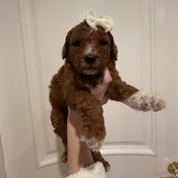 PLUM - Red  male Goldendoodle puppy in Independence, Oregon from Ankeny Doodles