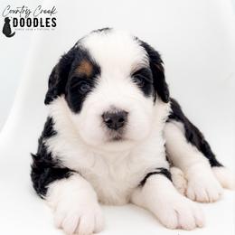 Kenny - Tri-color male Bernedoodle puppy in Tipton, Indiana from Country Creek Doodles