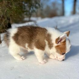 Highland-Mismark - White and red female Pembroke Welsh Corgi puppy in Benton, Arkansas from High Cotton Corgis