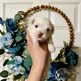 Boy 1 - White male Maltese puppy in Homestead, Florida from Princess’s Maltese Palace