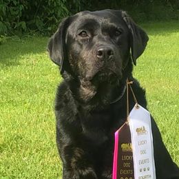 Labrador Retrievers from Wanderlust Kennels