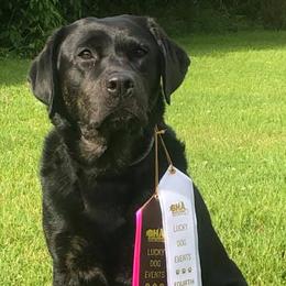 Labrador Retrievers from Wanderlust Kennels