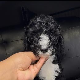 Tidings - Black male Poodle puppy in Corona, California from Garden Of Poodles